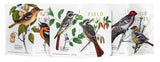Field Notes Birds & Trees, Pack B