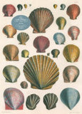 John Derian Paper Goods: Shells 1,000-Piece Jigsaw Puzzle
