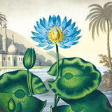 Botanical Prints, Set of 20 Notecards & Envelopes