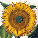 Botanical Prints, Set of 20 Notecards & Envelopes