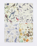 Birds: Ornithology Pocket Notebook, 4-Pack