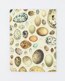 Eggs Softcover Notebook, Lined A5